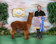 alpaca for sale