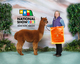 alpaca for sale