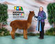 alpaca for sale