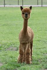 alpaca for sale