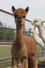 alpaca for sale