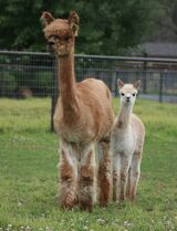 alpaca for sale