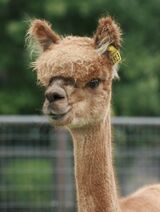 alpaca for sale