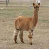 alpaca for sale