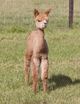 alpaca for sale