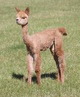alpaca for sale