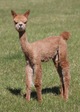 alpaca for sale