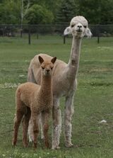 alpaca for sale