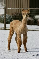 alpaca for sale