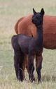 alpaca for sale