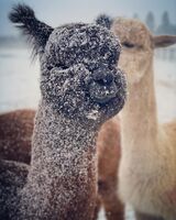 alpaca for sale