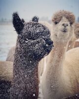alpaca for sale