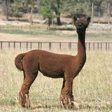 alpaca for sale
