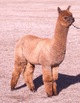 alpaca for sale