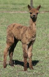 alpaca for sale