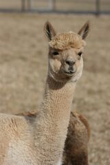 alpaca for sale