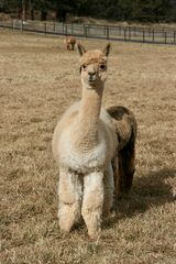 alpaca for sale