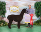 alpaca for sale