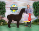 alpaca for sale