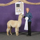 alpaca for sale