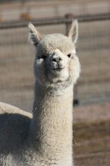 alpaca for sale