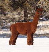 alpaca for sale