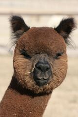 alpaca for sale