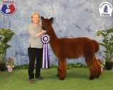 alpaca for sale