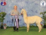alpaca for sale