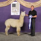 alpaca for sale