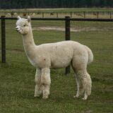 alpaca for sale