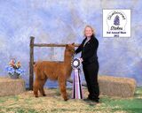alpaca for sale