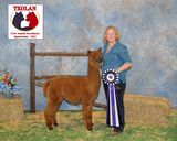 alpaca for sale