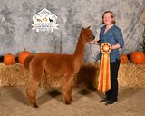alpaca for sale