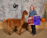 alpaca for sale