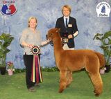 alpaca for sale