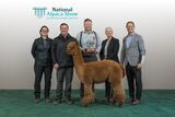 alpaca for sale