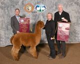alpaca for sale