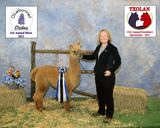 alpaca for sale