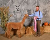 alpaca for sale