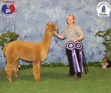 alpaca for sale