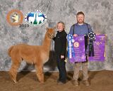 alpaca for sale