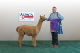 alpaca for sale