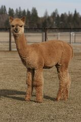 alpaca for sale