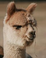 alpaca for sale