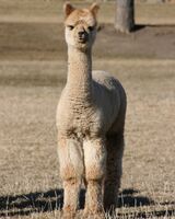 alpaca for sale