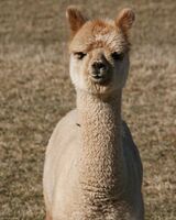 alpaca for sale
