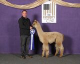 alpaca for sale