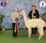 alpaca for sale