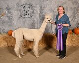 alpaca for sale